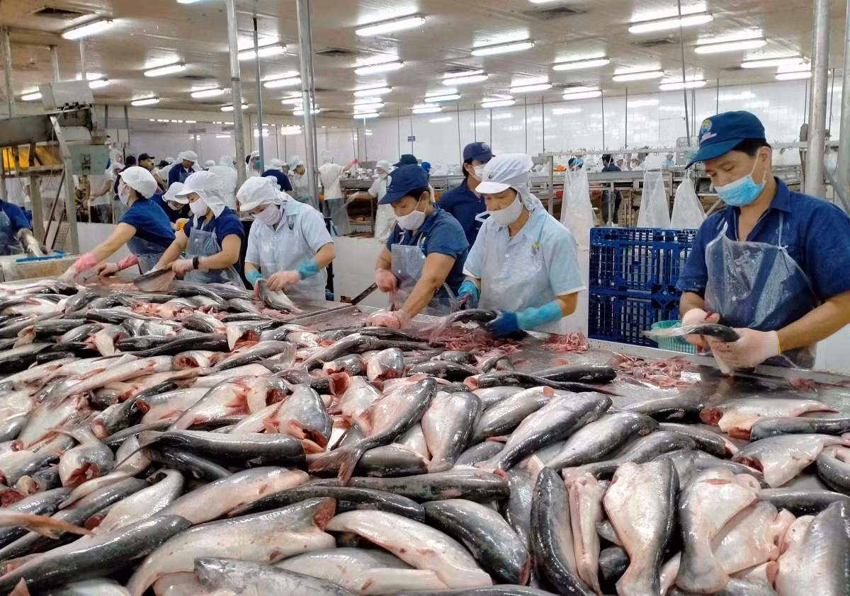Vietnam to attend Seafood Expo North America 2022 ảnh 1 In the third and fourth quarters of 2021, the US increased its imports of pangasius from Vietnam by nearly 50%, offsetting a significant decrease in some other markets.