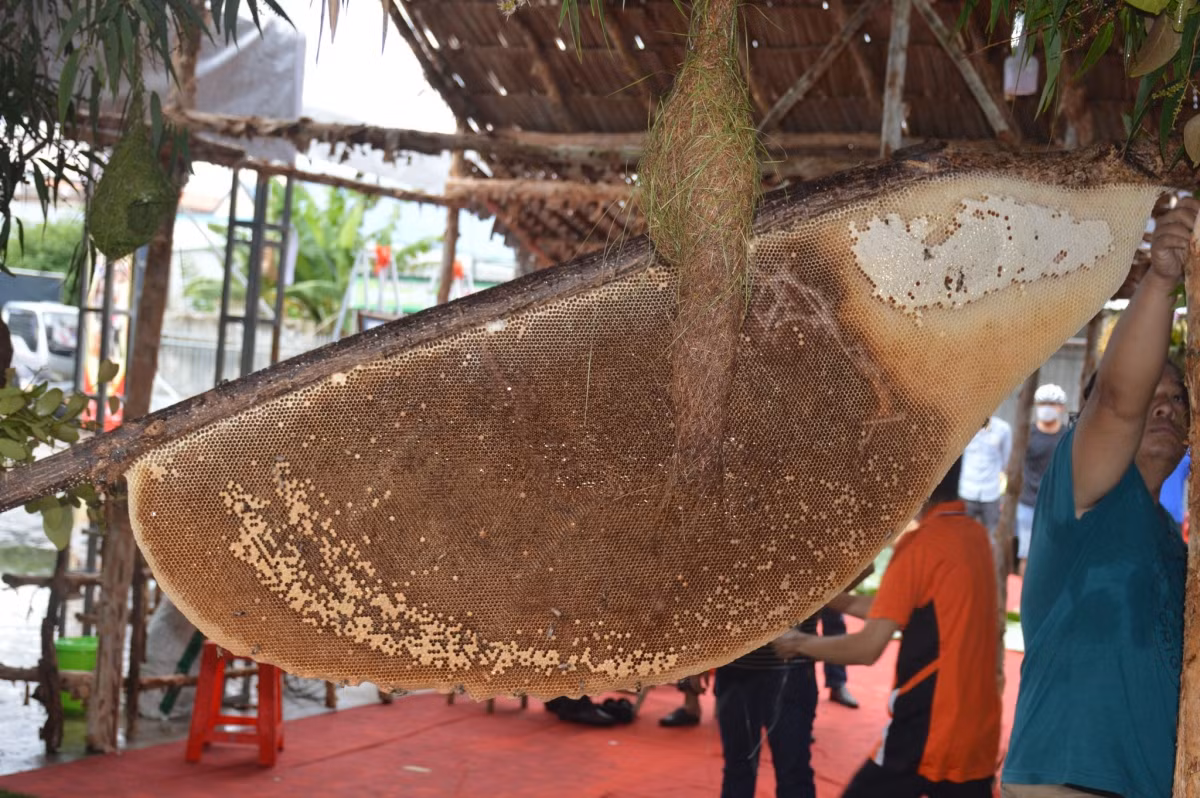 A honeycomb in Ca Mau has been recognised as the largest in Vietnam. (Photo:thanhnien.vn)