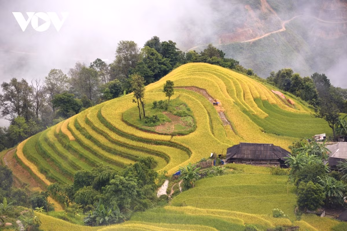 Terraced fields of Hoang Su Phi appear stunning during harvest season ảnh 6 Terraced fields of Hoang Su Phi appear stunning during harvest season ảnh 6