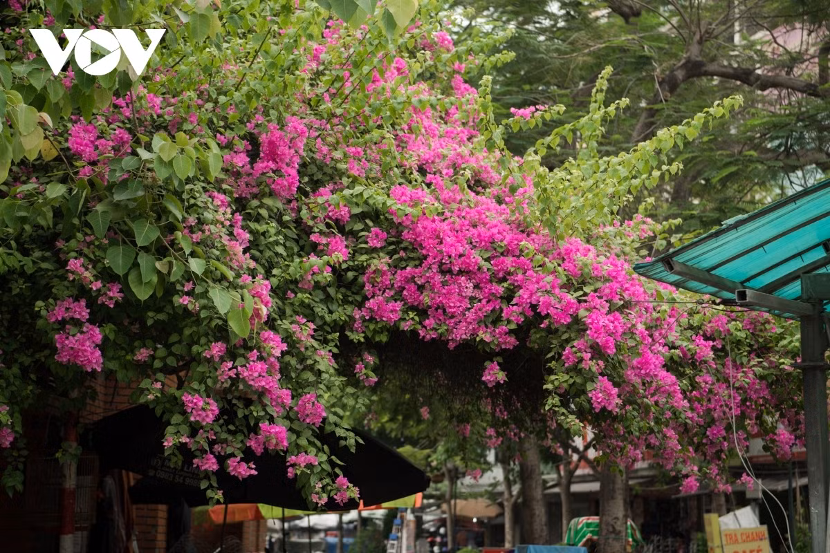 Hoa Giay typically cover Hanoi with bright pink flowers every summer.