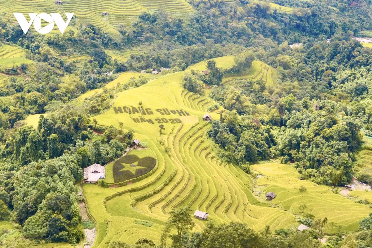 Terraced fields of Hoang Su Phi appear stunning during harvest season ảnh 20 Terraced fields of Hoang Su Phi appear stunning during harvest season ảnh 20
