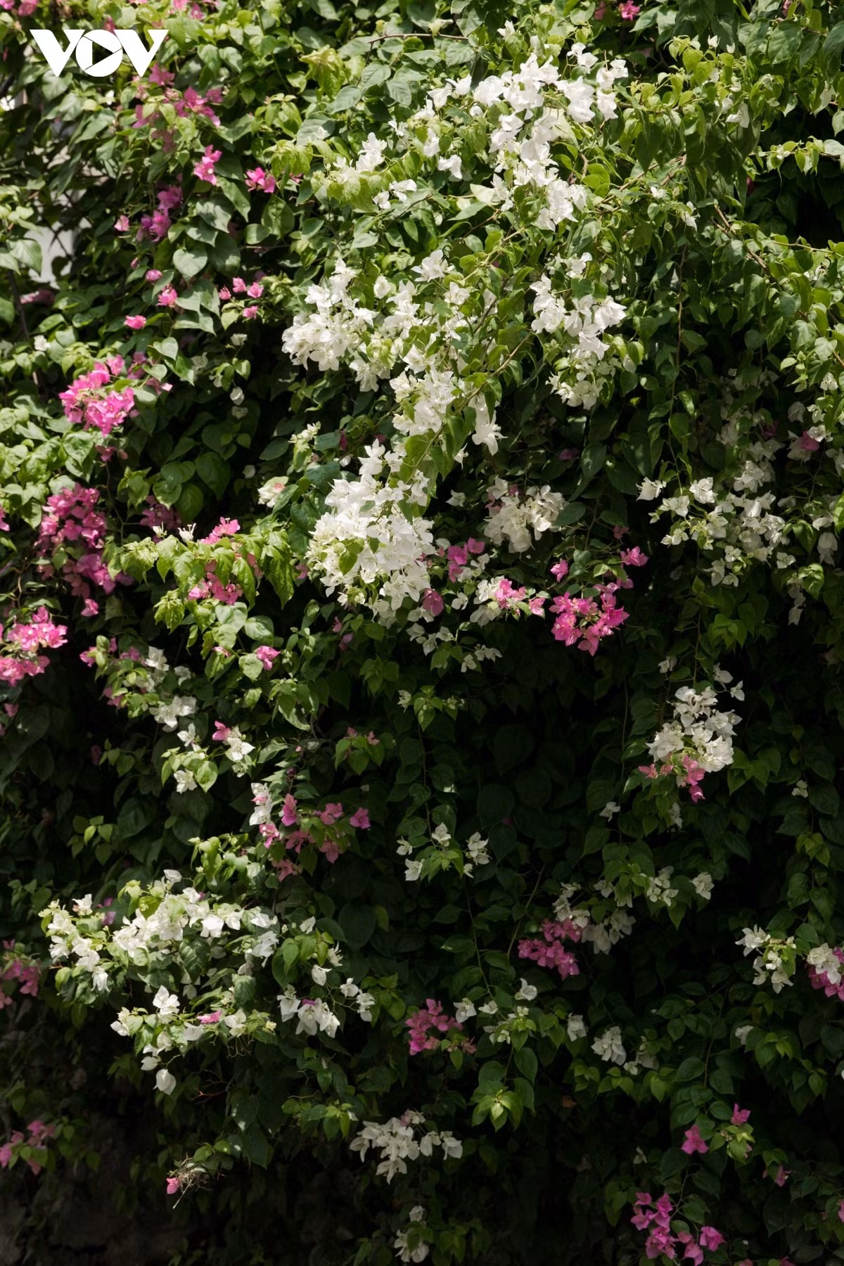The sight of the flowers helps to create a peaceful and fresh atmosphere.