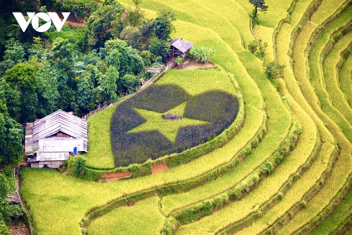 Terraced fields of Hoang Su Phi appear stunning during harvest season ảnh 19 Terraced fields of Hoang Su Phi appear stunning during harvest season ảnh 19
