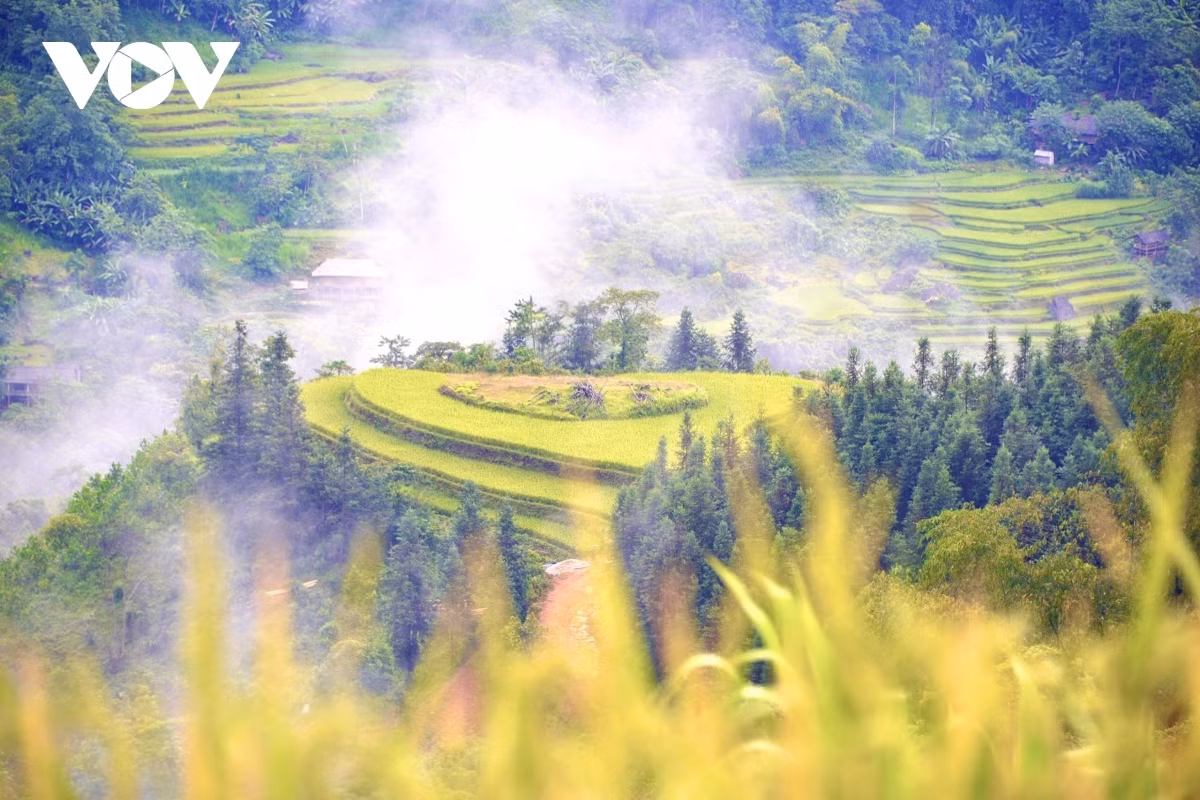 Terraced fields of Hoang Su Phi appear stunning during harvest season ảnh 16 Terraced fields of Hoang Su Phi appear stunning during harvest season ảnh 16