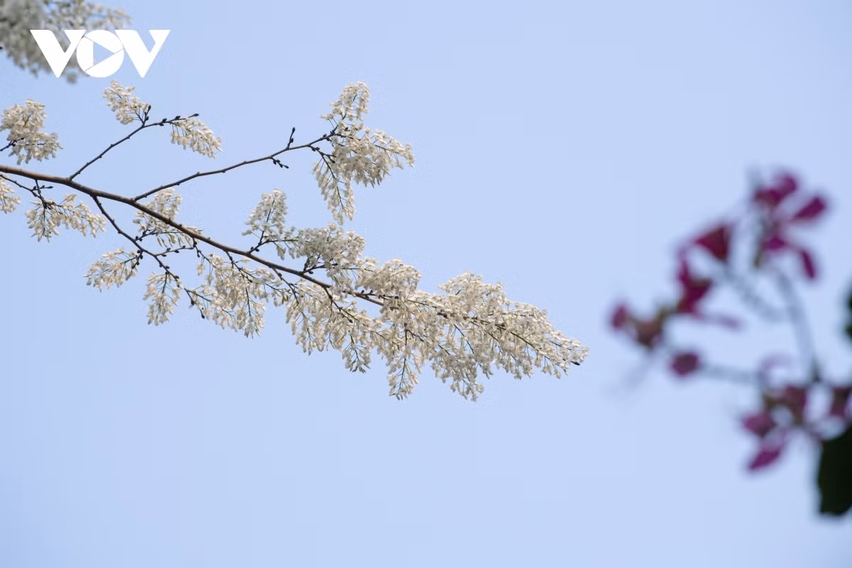 Blossoming Hoa Sua flowers beautify Hanoi during spring months ảnh 12 Blossoming Hoa Sua flowers beautify Hanoi during spring months ảnh 12