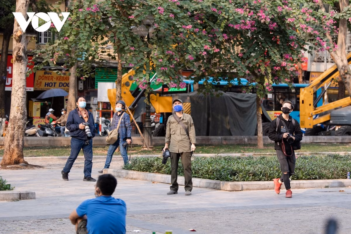 Blossoming Hoa Sua flowers beautify Hanoi during spring months ảnh 16 Due to their short lifespan, their beauty often provides plenty of inspiration for local photographers who come to snap the magnificent flowers as they blossom.