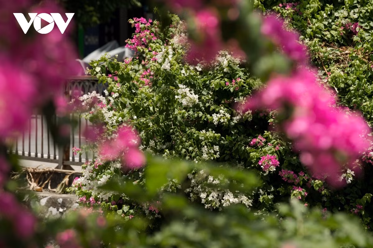 Some corners are adorned full of Hoa Giay white blossoms, which quiver amid a gentle breeze.