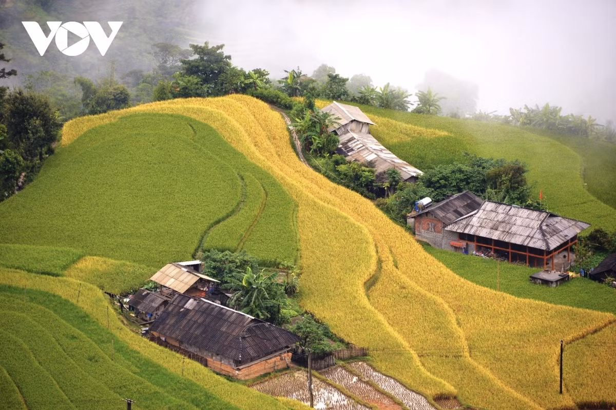 Terraced fields of Hoang Su Phi appear stunning during harvest season ảnh 9 The majestic beauty of Ta Su Choong commune