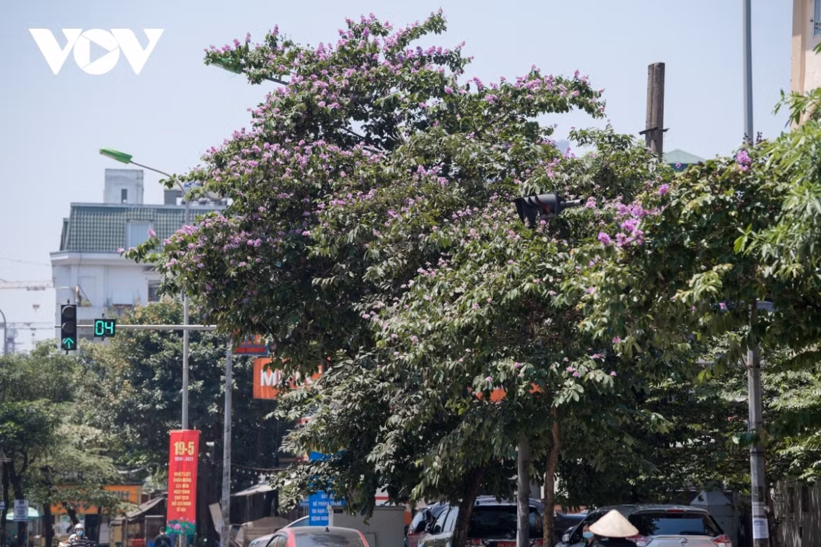 Hanoi streets turn purple with blossoming crape myrtle flowers ảnh 15