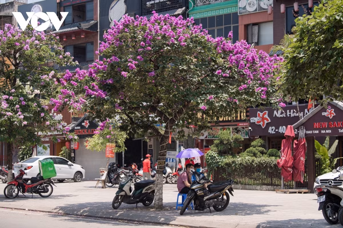 The colours of the flowers symbolize faithfulness, becoming an indispensable part of life in the capital for local residents.