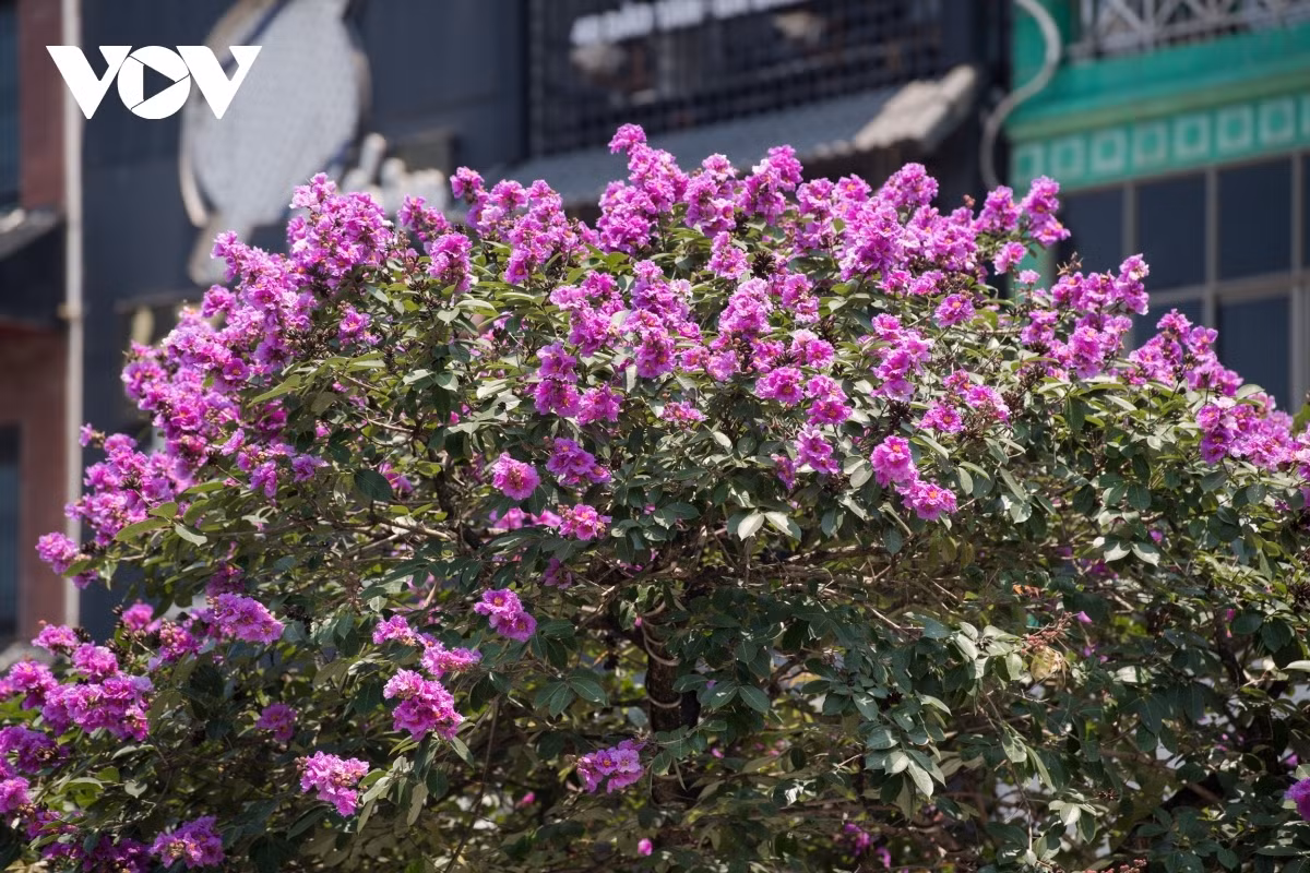 Blooming purple flowers tend to coincide with the end of the students’ school year.