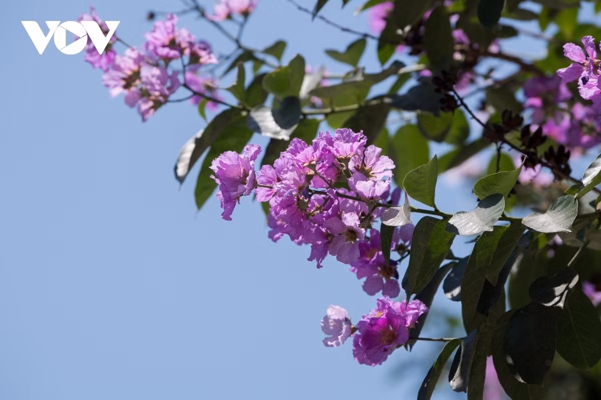 Crape-myrtle flowers often grow in clusters and can be between 20cm and 30cm long.