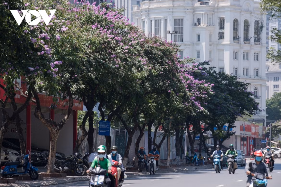 Trees containing the flowers grow on Dao Tan, Nguyen Thai Hoc, Hoang Quoc Viet, and Dinh Tien Hoang streets.