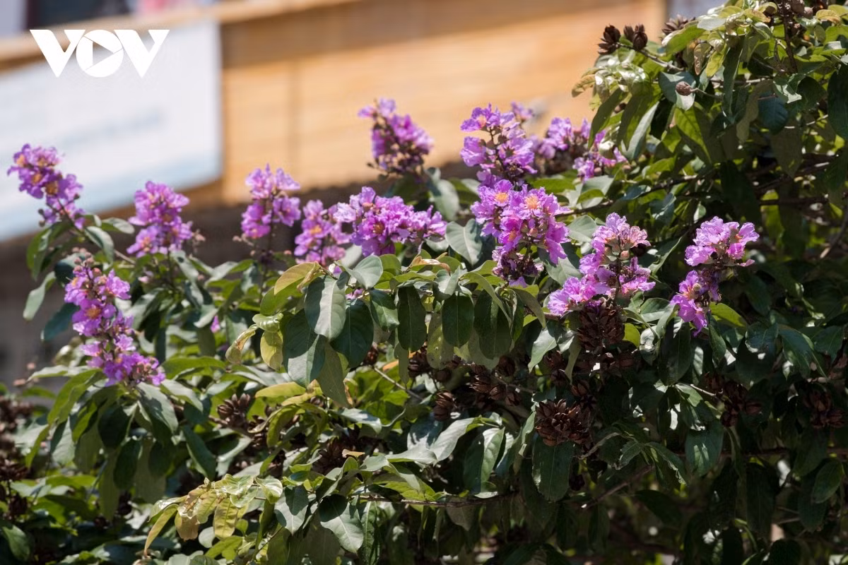 Bang Lang is a common flower found throughout South Asia, with giant crape-myrtle trees planted to make urban landscapes appear more beautiful and also to create shade.