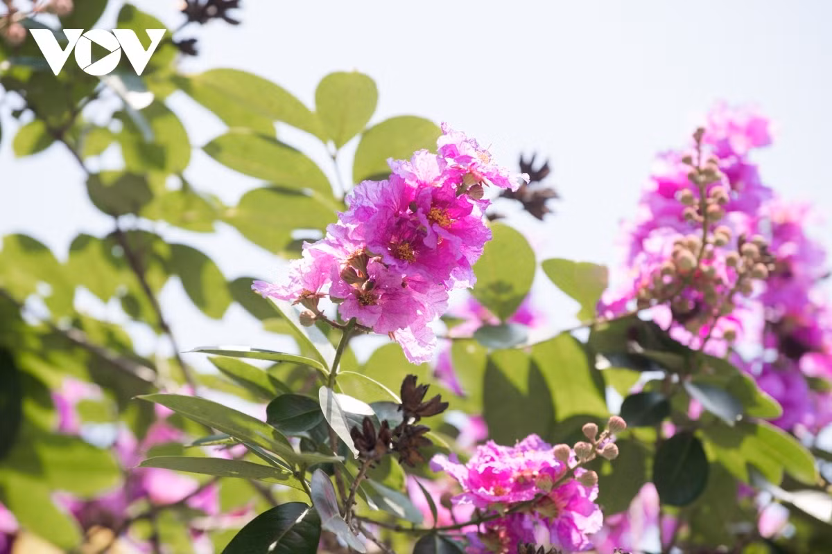 The flowers are renowned for being the symbol of the capital, signalling the arrival of summer.