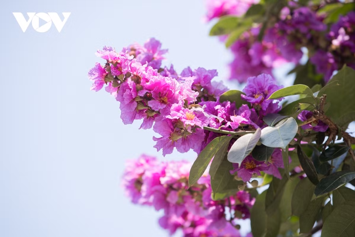 Hanoi streets turn purple with blossoming crape myrtle flowers ảnh 8