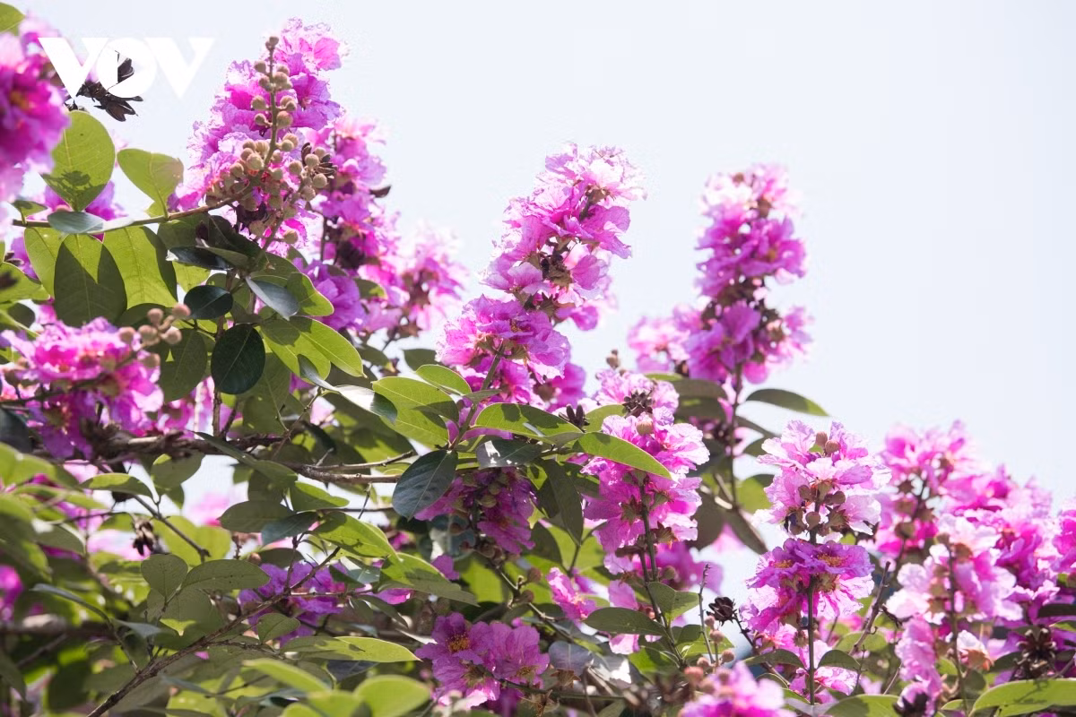 Each flower features six thin and light petals.