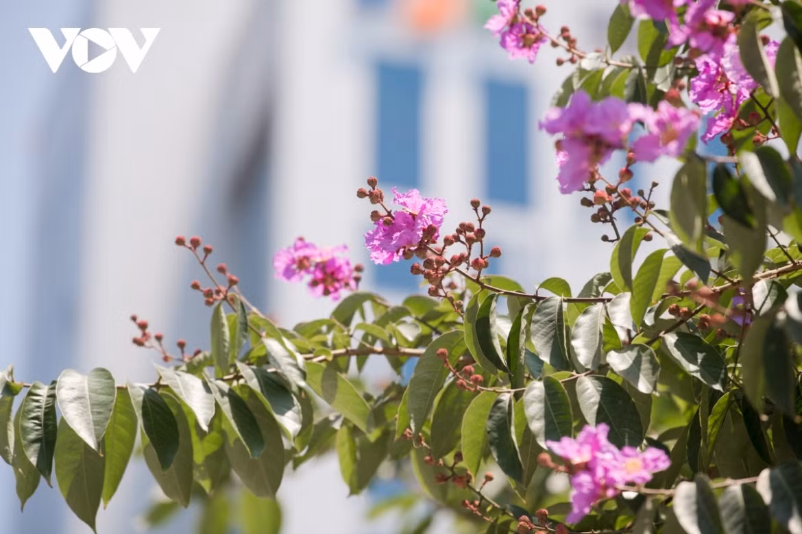 Hanoi streets turn purple with blossoming crape myrtle flowers ảnh 13