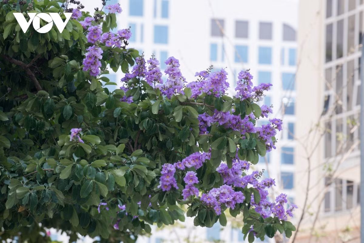 Hanoi streets turn purple with blossoming crape myrtle flowers ảnh 12