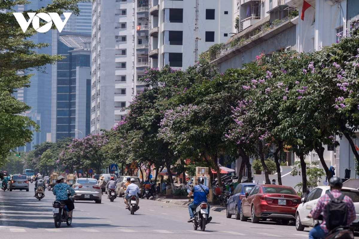 May typically sees the streets of Hanoi decorated with the bright purple tones emitting from giant crape-myrtle flowers.