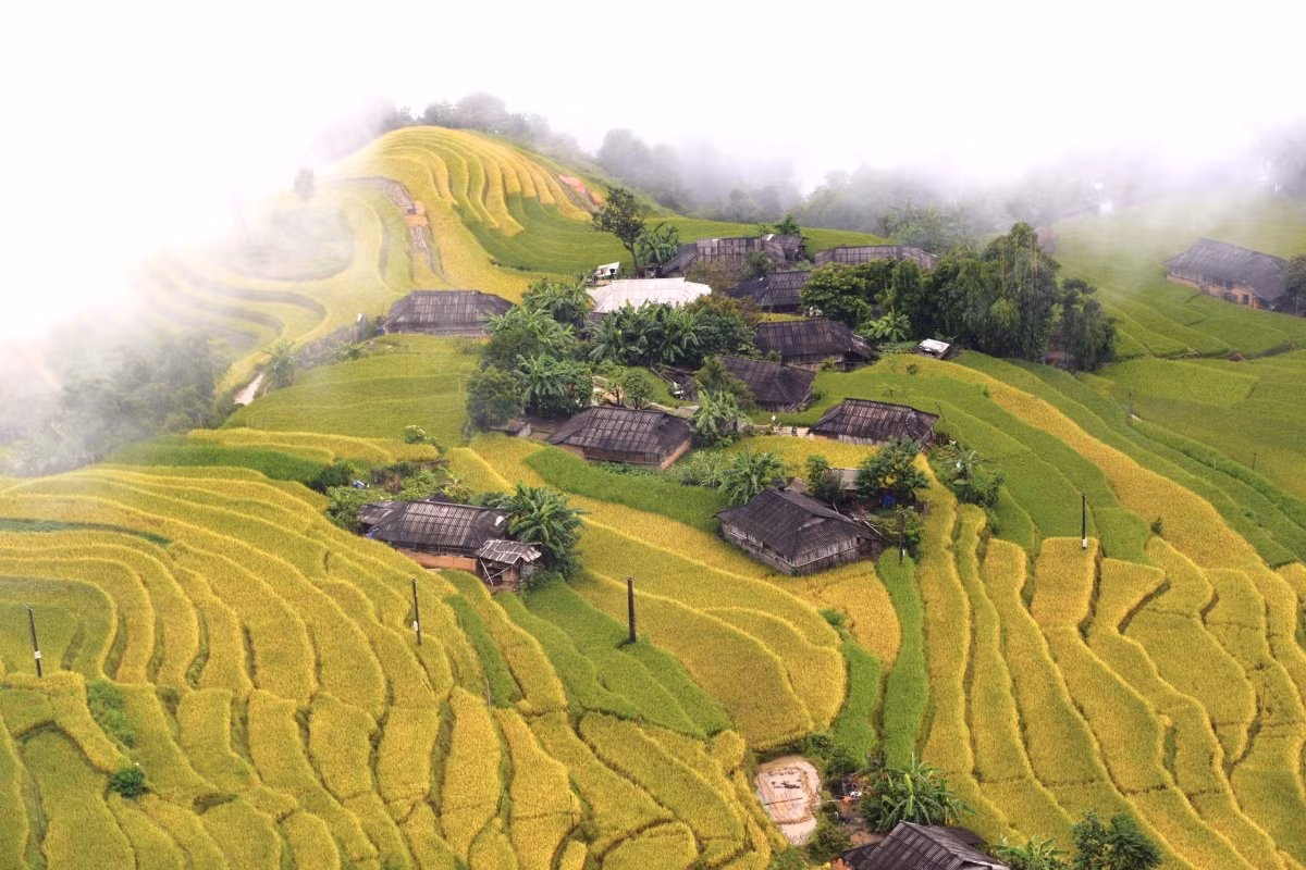 Terraced fields of Hoang Su Phi appear stunning during harvest season ảnh 8 Phung hamlet offers the chance for photographers to drink coffee whilst waiting for the ideal moment to capture images of the terraced fields of Hoang Su Phi district.