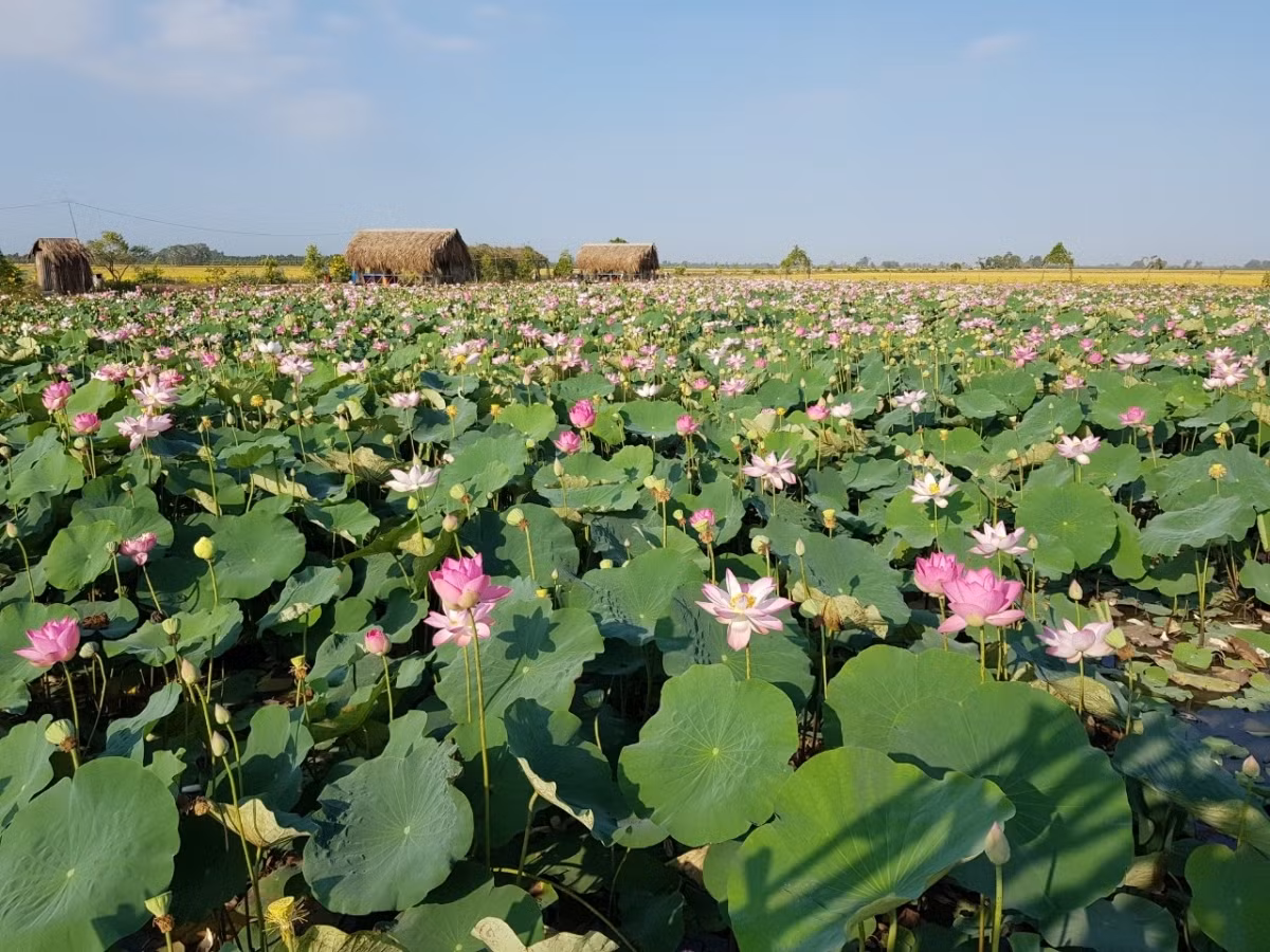 First lotus festival to feature 200 lotus-made dishes in Vietnam ảnh 1