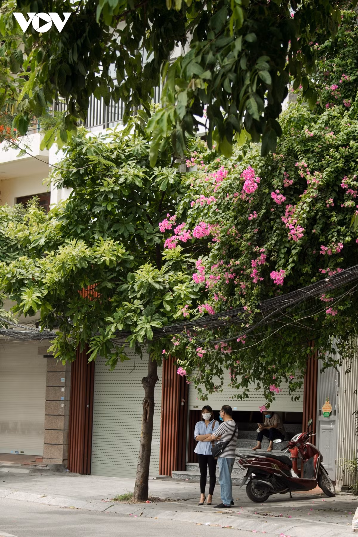 Scenes featuring pink blossoms serve to bring an impression of peace and romance to Hanoi.