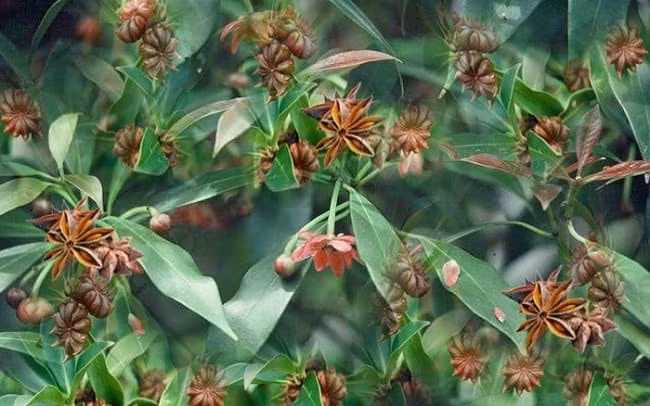 Star anise fruits (duoclieuvietnam.com.vn)