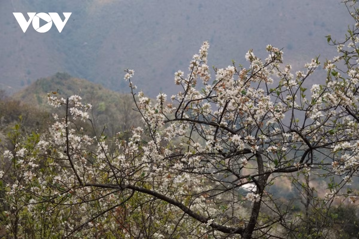 White flowers bloom in clusters of 3-5 flowers and like plum and pear flowers, but the pistil is yellow and lasts longer.