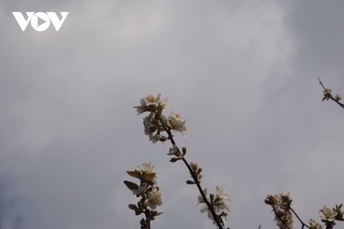 This is a rustic tree, resistant to wind and rain, symbolizing the enduring and resilient vitality of the H’Mong people.