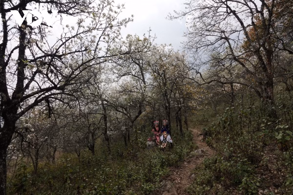 The innocent white paints the sky of Mu Cang Chai mountainous area, drawing the attention of both locals and travellers.