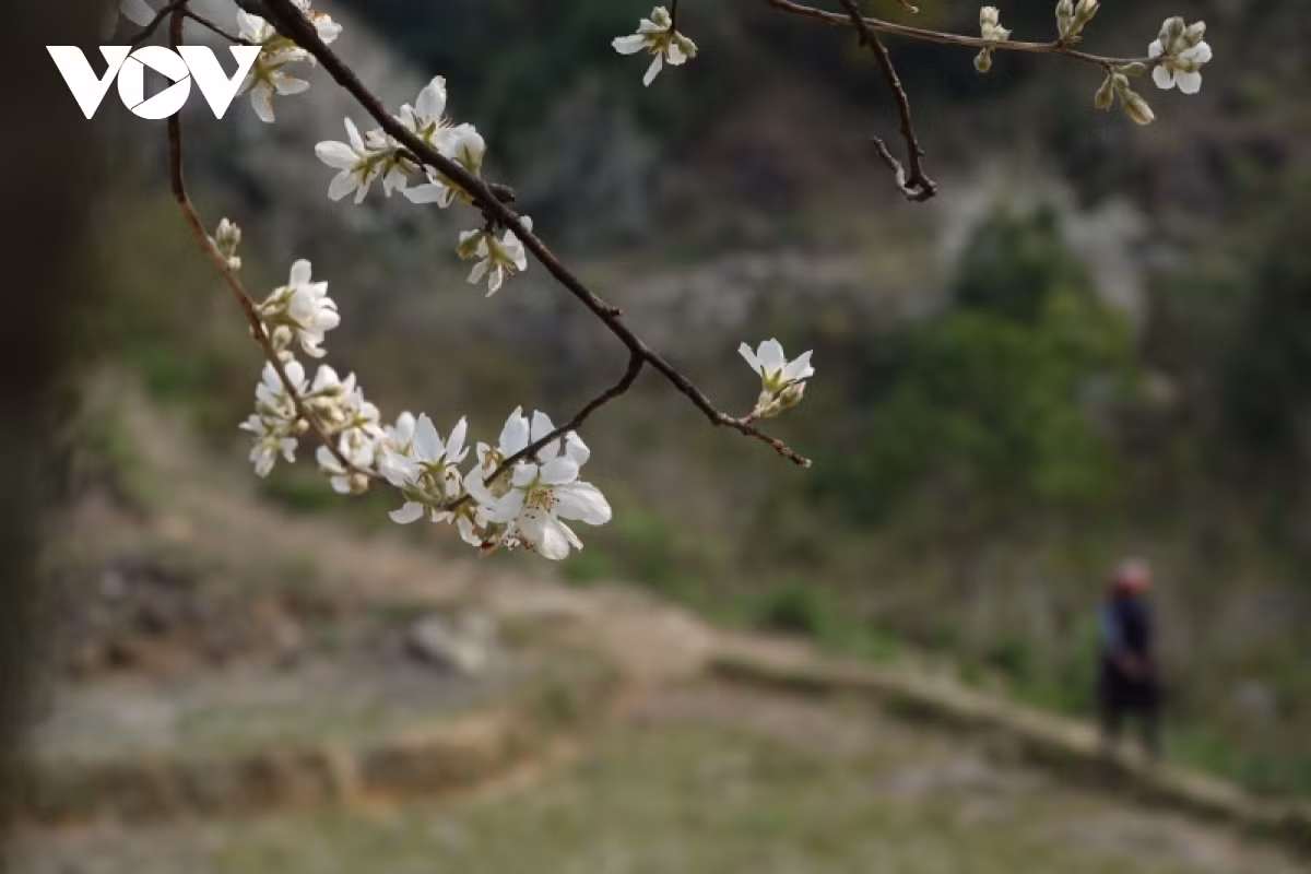 Medlar flowers with its unique white colors often bloom in March.