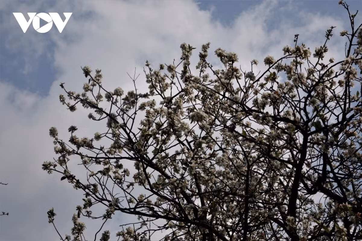 The medlar flower gives a blazing white appearance to the entire tree.
