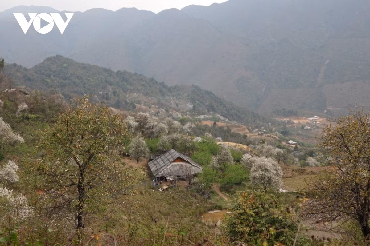 Nam Co commune currently has over 450 hectares of medlar trees, of which over 300 hectares have been harvested, mainly in Lung Cung village.