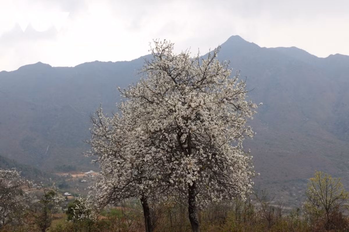 In recent years, the cognitive effects of medlar is very useful for human health and high economic value.