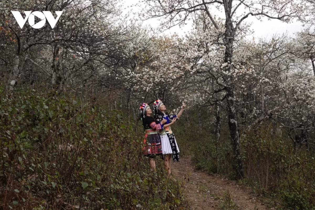Coming to Mu Cang Chai during this seasion, visitors can admire medlar flowers in full bloom.