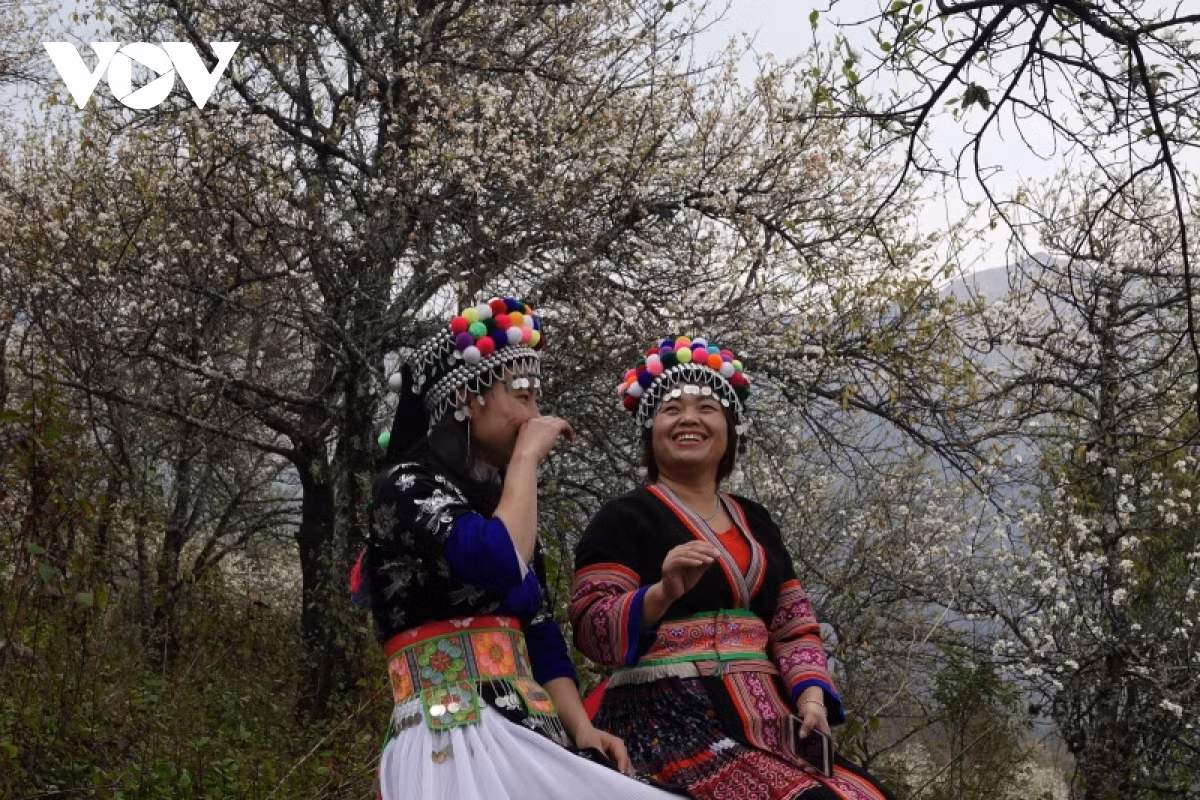 With the unique white flowers of Mu Cang Chai medlar field entering full bloom, the region is blessed with romantic scenery for visitors to enjoy.