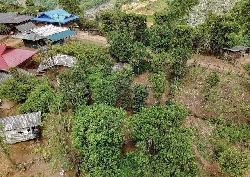 Shan tuyet tea: The unique gem of Tua Chua -0