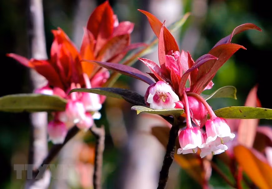 Charming bell-shaped peach blossoms at Ba Na Hills -1