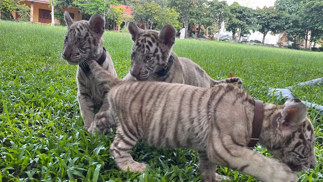 Bengal tiger gives birth to quintuplets at Dong Nai Zoo -0
