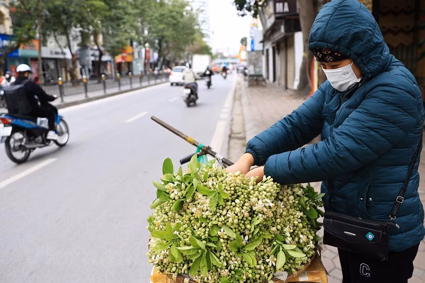 Hanoi filled with scent of grapefruit flowers -4
