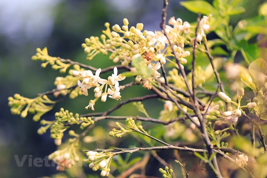 Hanoi filled with scent of grapefruit flowers -1