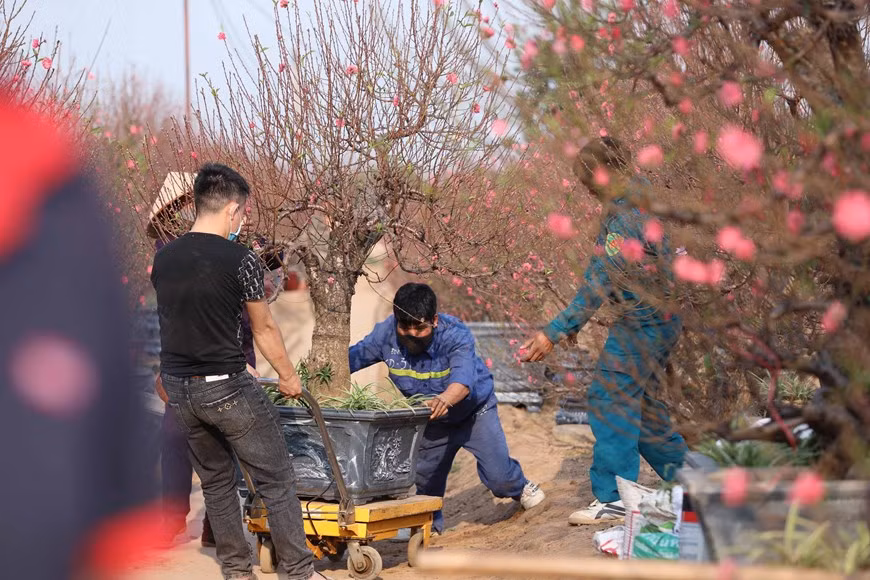 Nhat Tan peach blossom village vibrant ahead of Tet ​ -1