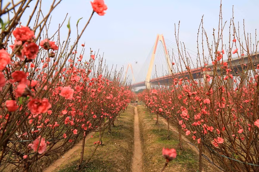 Nhat Tan peach blossom village vibrant ahead of Tet ​ -2