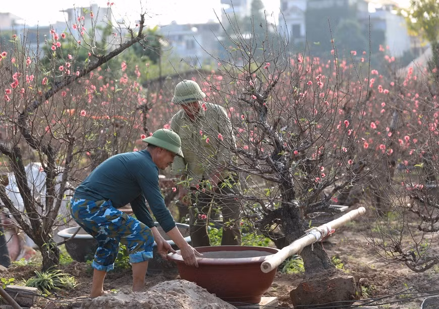 Nhat Tan peach blossom village vibrant ahead of Tet ​ -0
