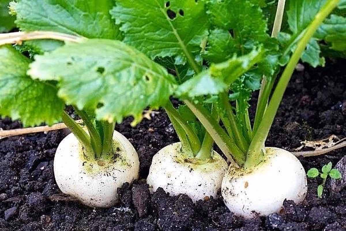 Vietnamese pickled radishes make debut in Japanese market -0