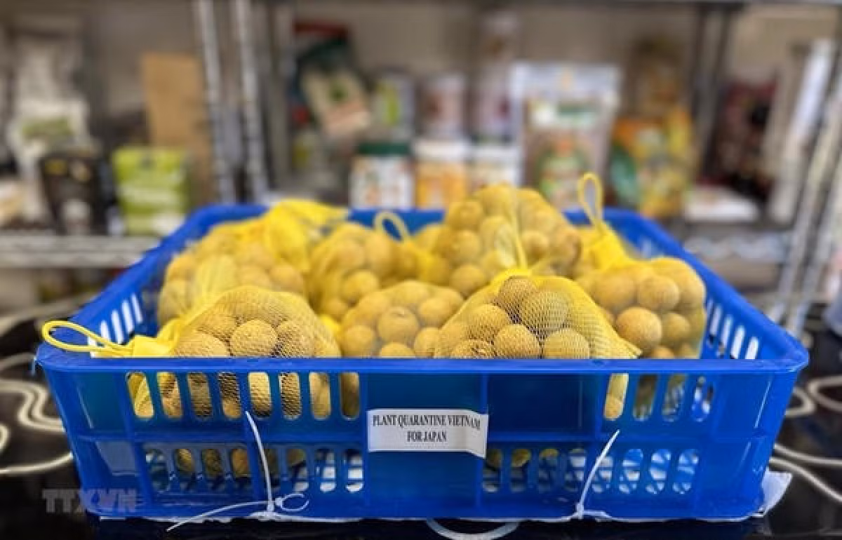 Quality key for Vietnamese longan to Japanese market: expert -0