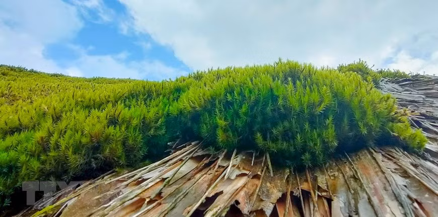 Unique mossy roofs on Tay Con Linh range -0