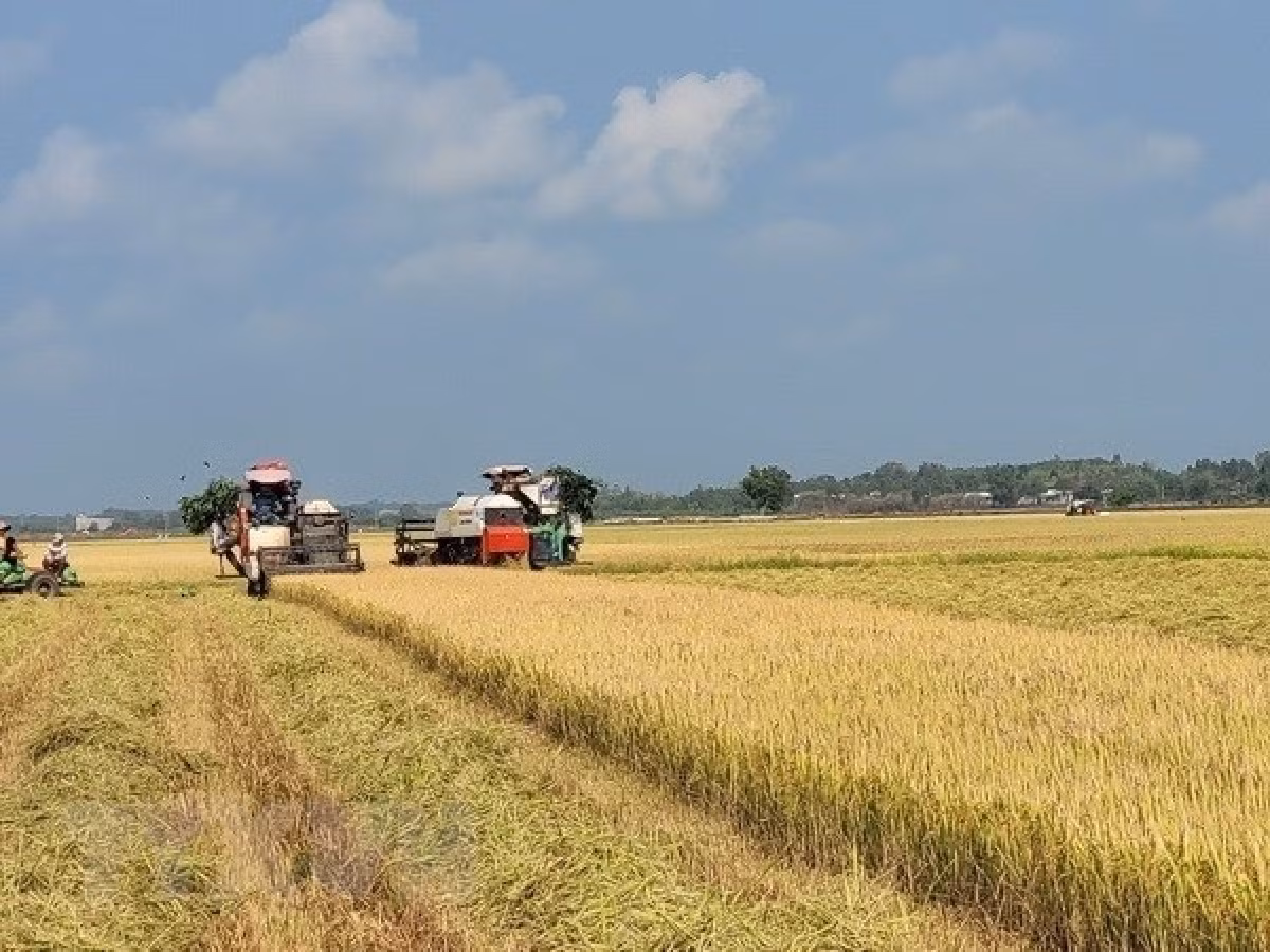Strategy on rice export market development until 2030 approved -0