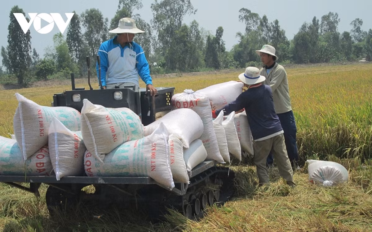 Rice exports likely to reach US$3.5 billion this year -0